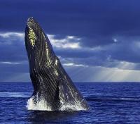 Whale Watching